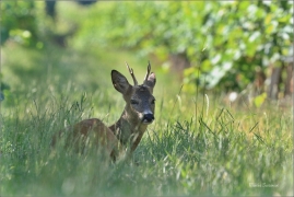 <p>SRNEC OBECNÝ (Capreolus capreolus) jižní Morava --- /European roe deer - Reh/</p>